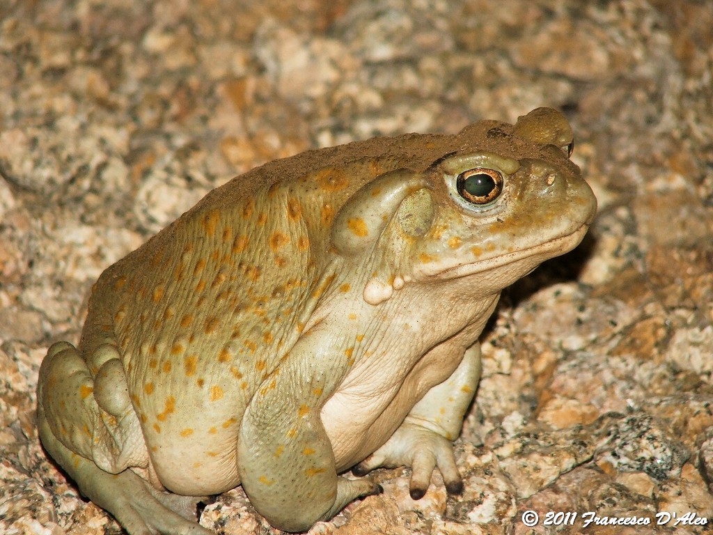 O.T Bufo alvarius